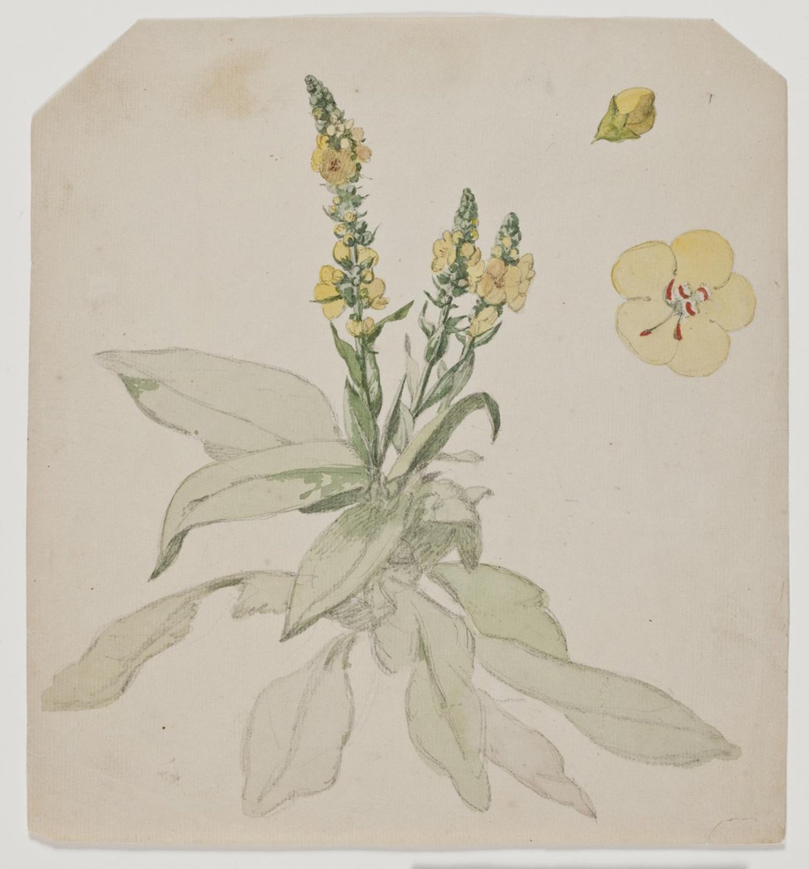 Blooming King Candle (sala de verbos) de Jørgen Roed
