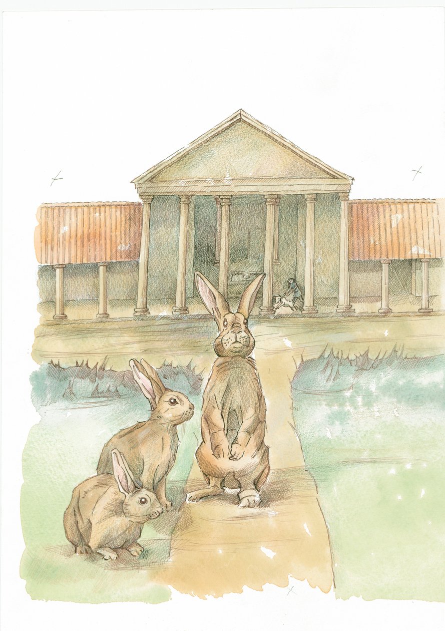Coelhos em frente ao Palácio Romano de Fishbourne, Fishbourne, Chichester, West Sussex, 2019. de Judith Dobie
