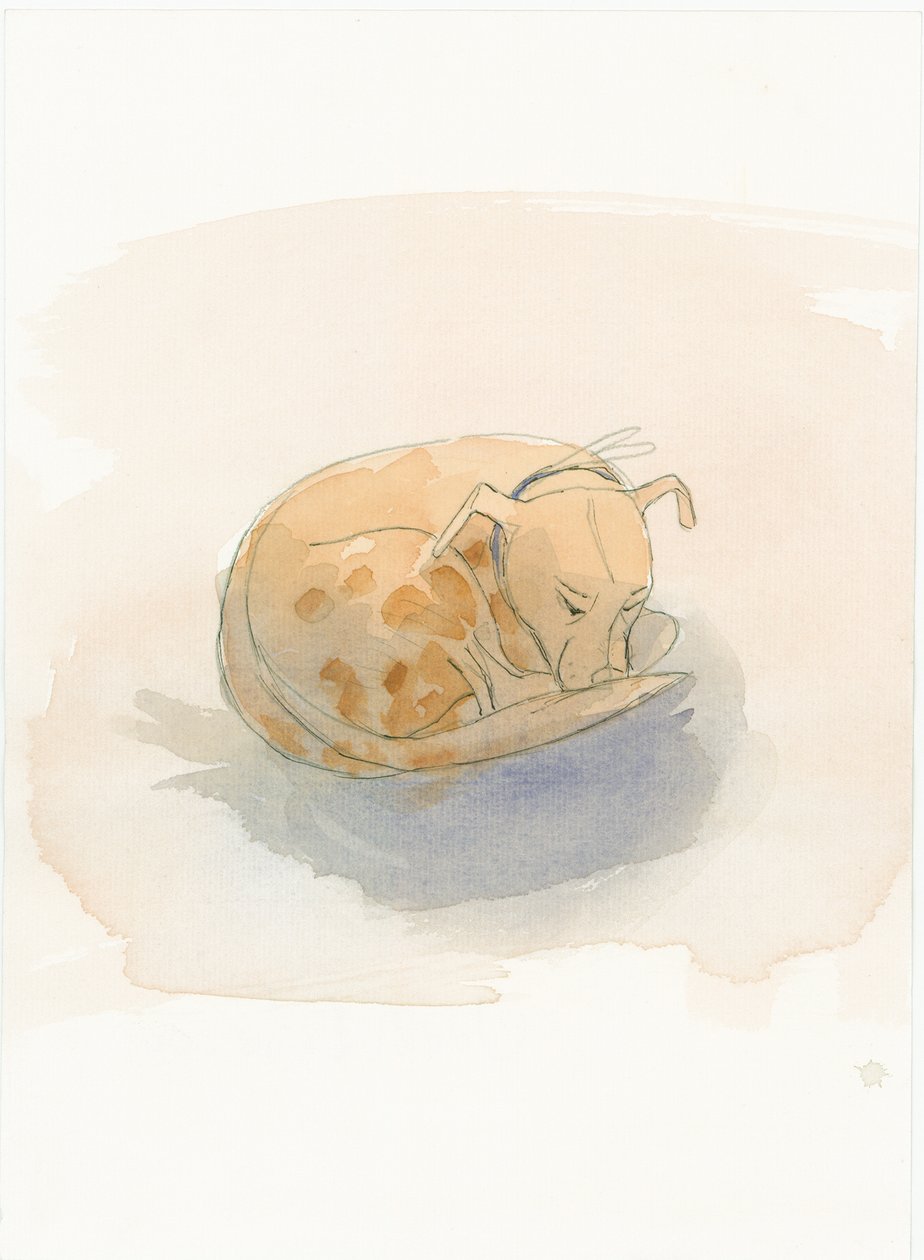 Cão adormecido, 2003. de Judith Dobie