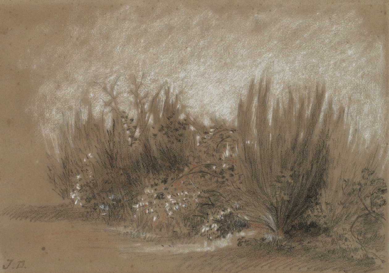 Genets et Ronces (Broom and Brambles) de Jules Dupré