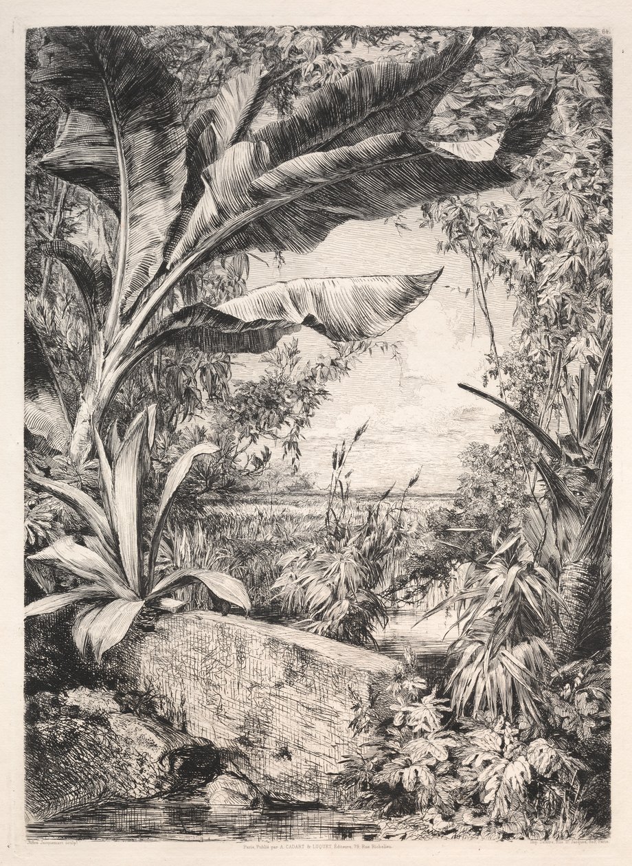 Plantas da estufa, 1872. de Jules Ferdinand Jacquemart