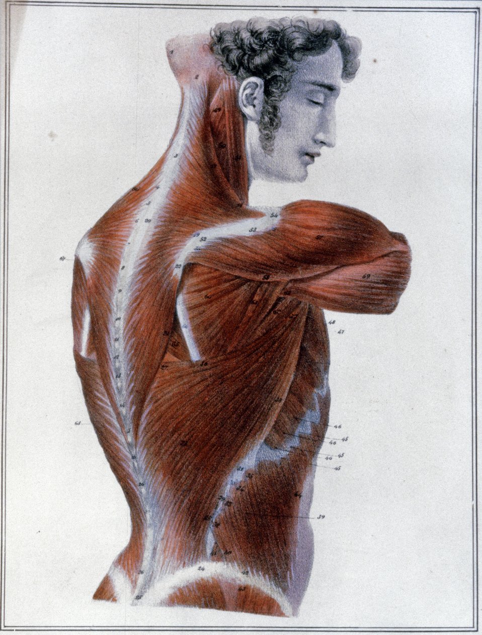 Músculos das costas de Jules Germain Cloquet