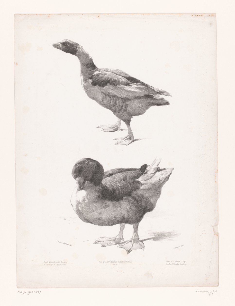 Estudo de um ganso e de um pato
Estudos com animais (título da série)
Petites études d