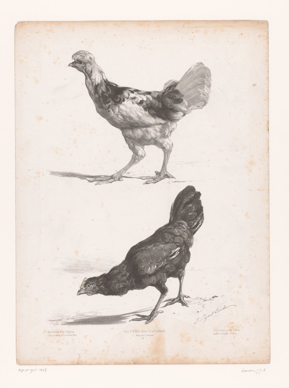 Studie van twee kippen
Dierstudos (título da série)
Estudos com animais pequenos (título da série) de Jules Joseph Augustin Laurens