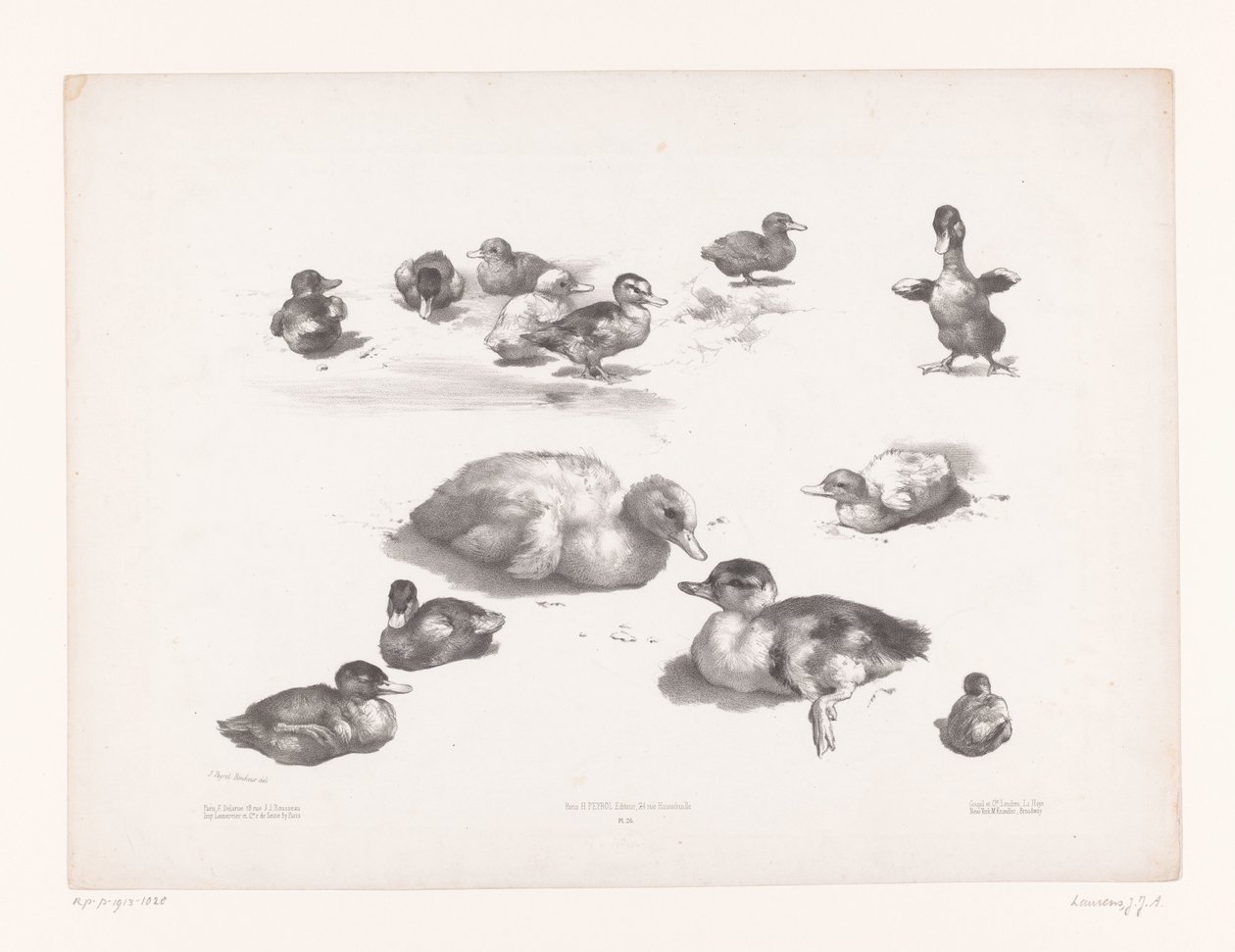 Estudos de patos e patinhos
Estudos com animais (título da série)
Petites études d