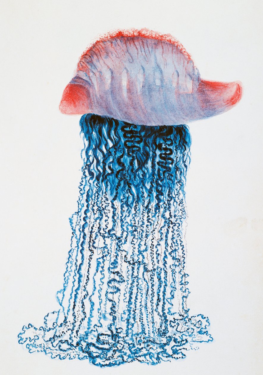 Medusa (Physalis pelagic), Brasil, desenho de Jules Louis Lejeun (1804-1851), de Duperrey