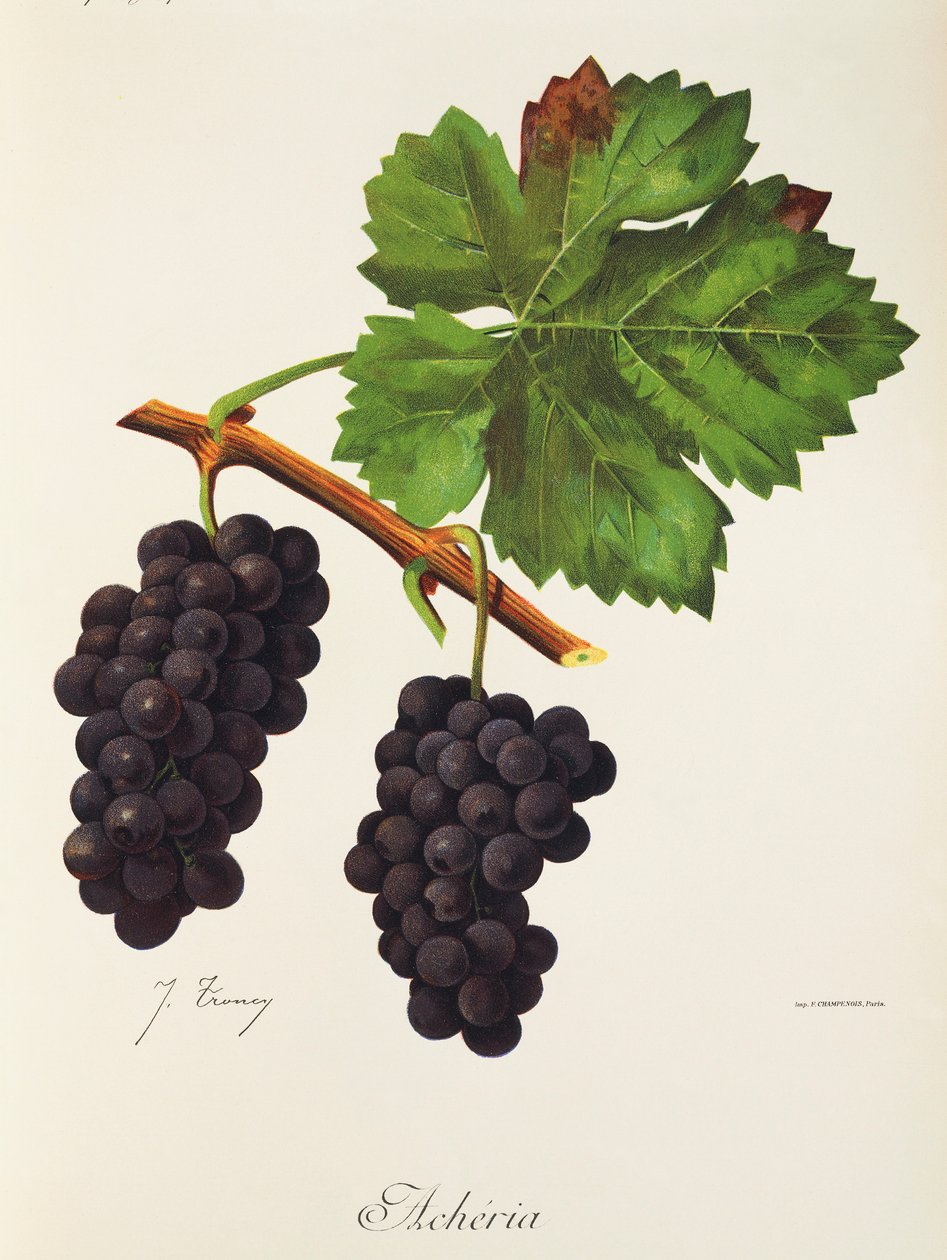 Uva Acheria por J. Troncy de Jules Troncy