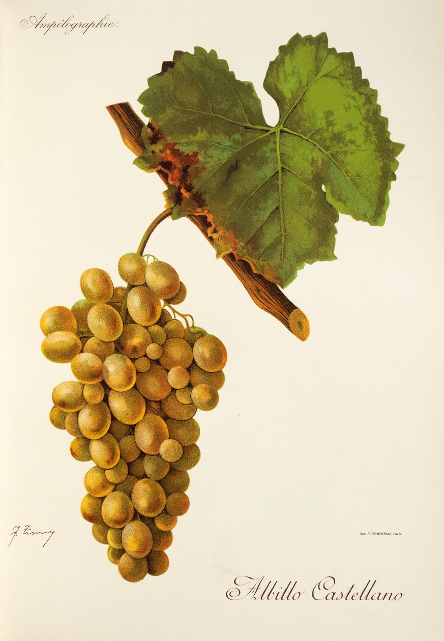 Uva Albillo Castellano por J. Troncy de Jules Troncy