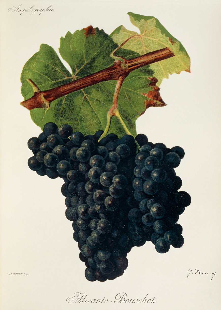 Uva Alicante-Bouschet de J. Troncy de Jules Troncy
