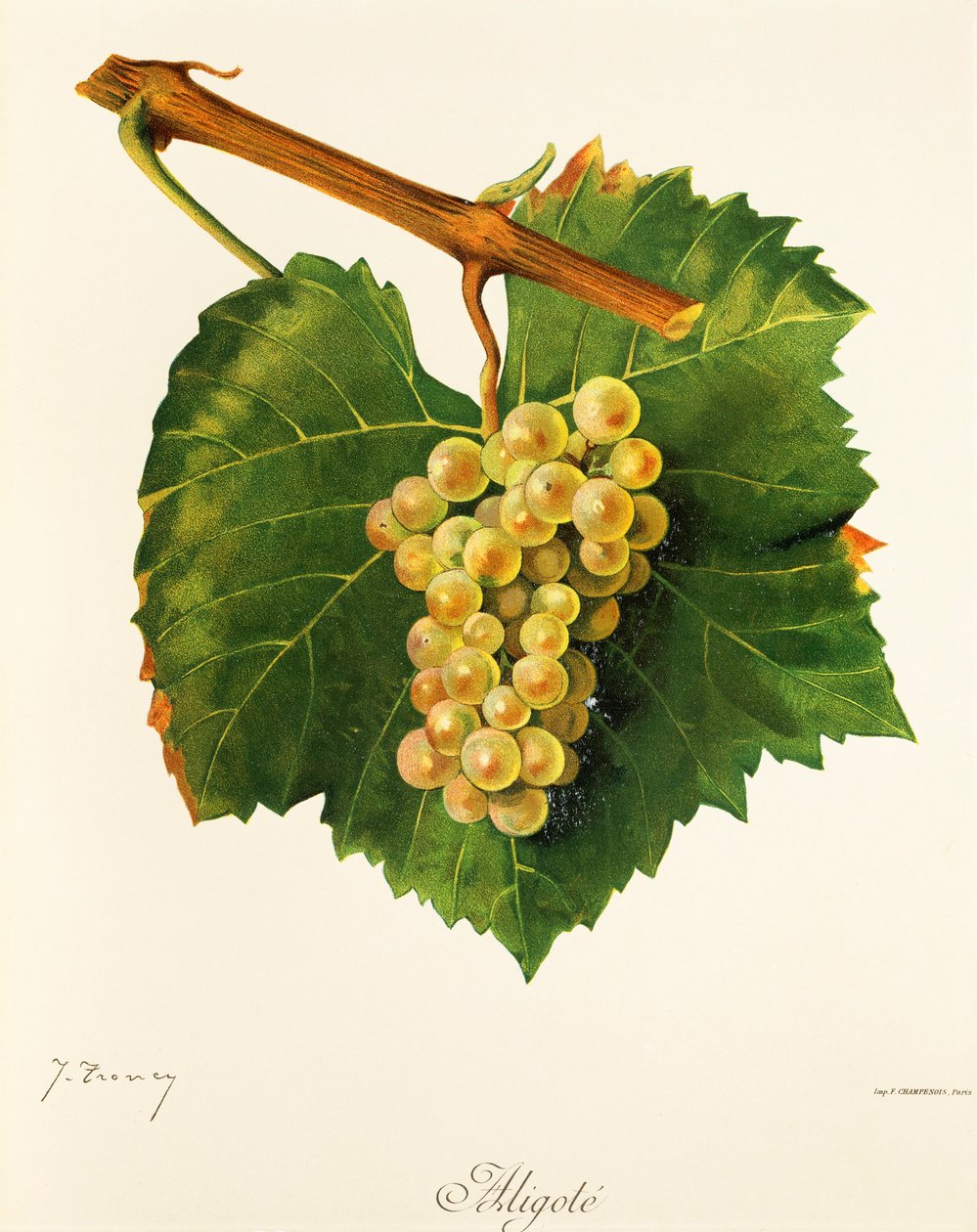 Uva "Aligote" de J. Troncy de Jules Troncy