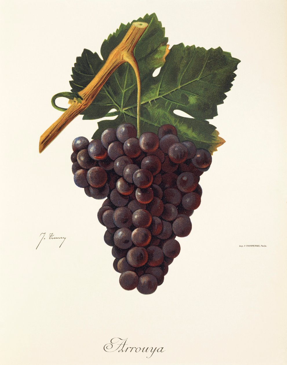 Uva Arrouya de J. Troncy de Jules Troncy