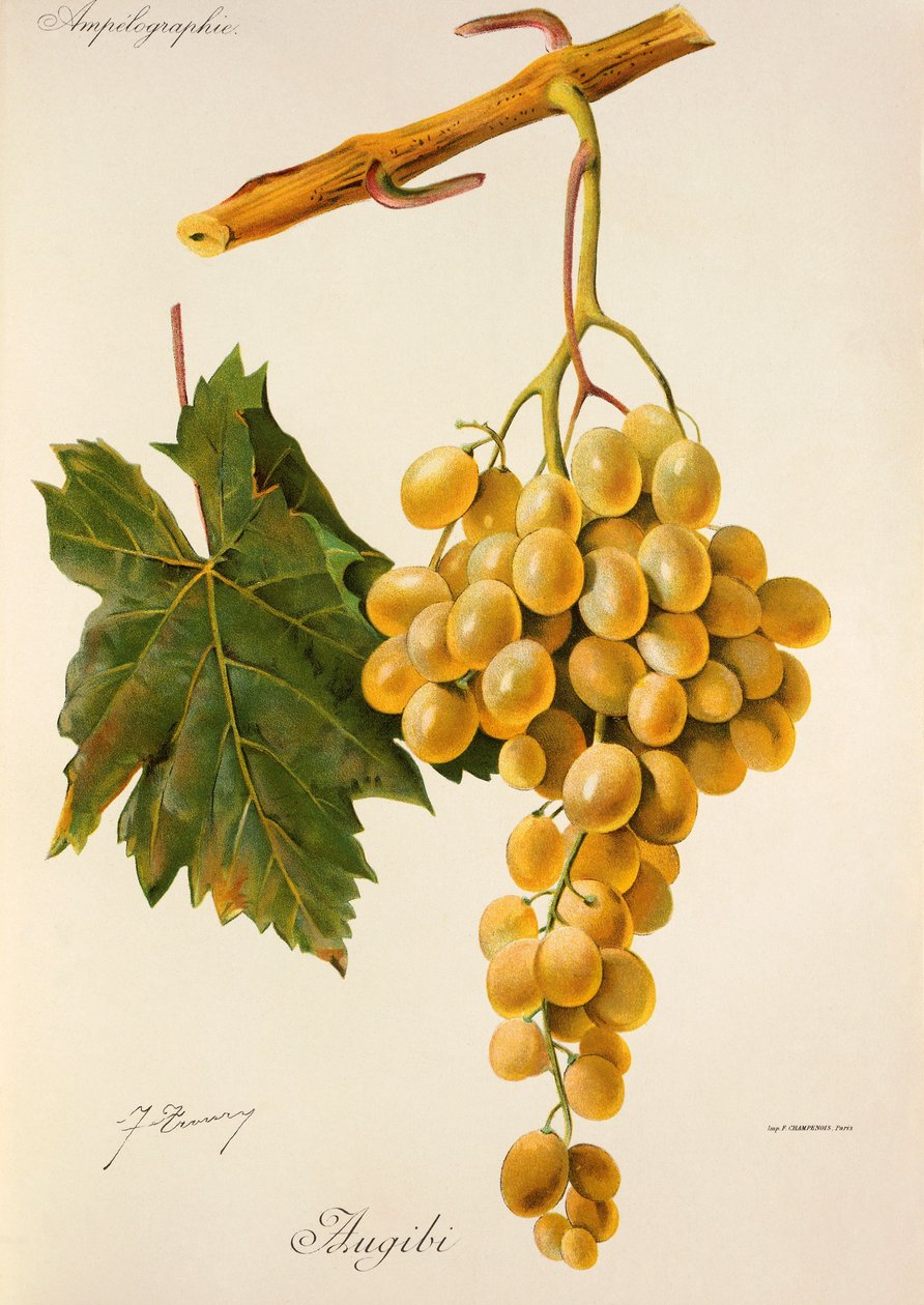 Uva Augibi de J. Troncy de Jules Troncy