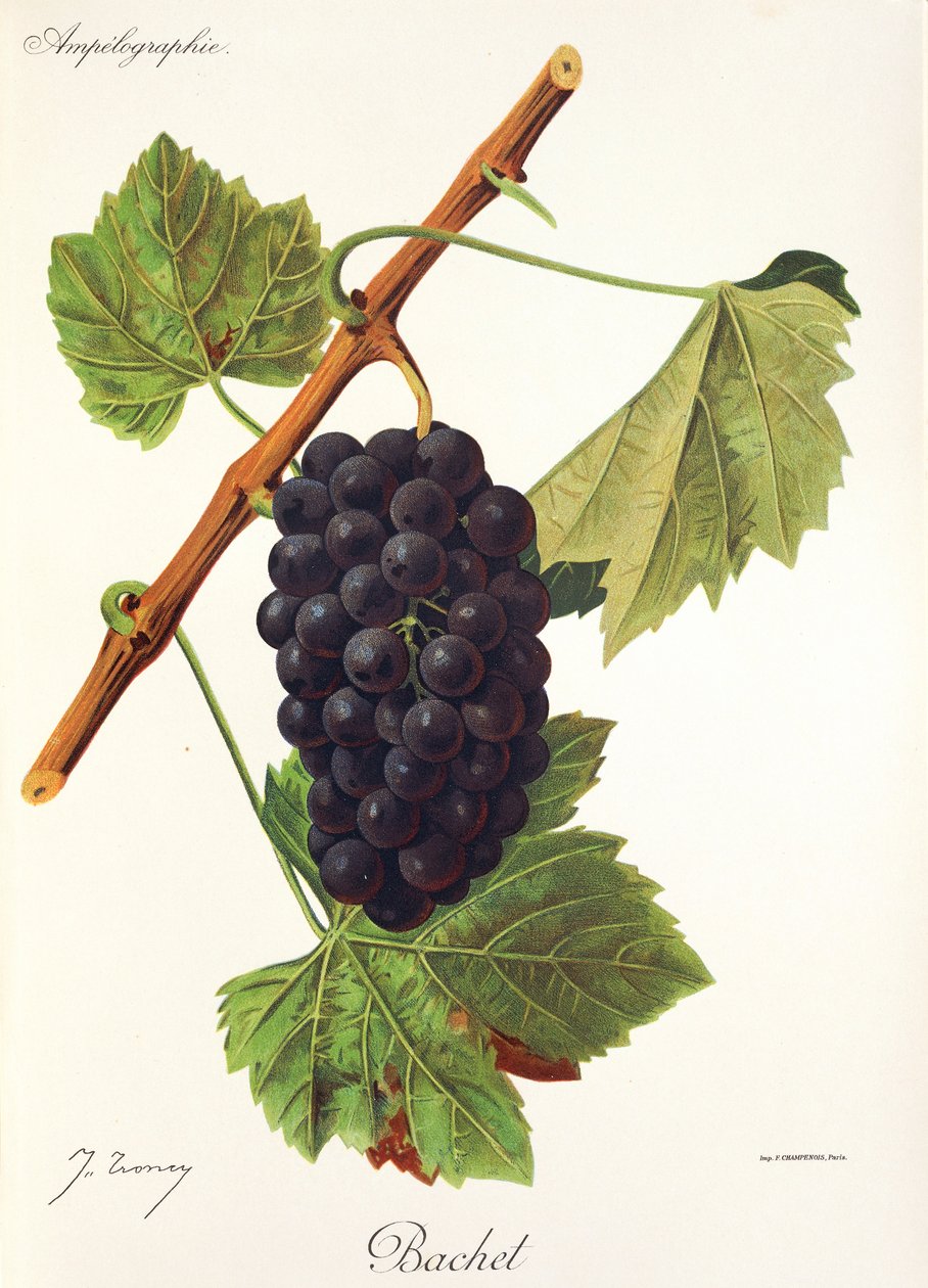 Uva Bachet de J. Troncy de Jules Troncy