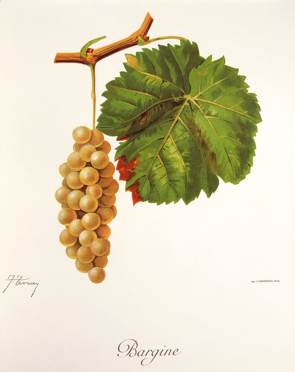 Uva Bargine por J. Troncy de Jules Troncy