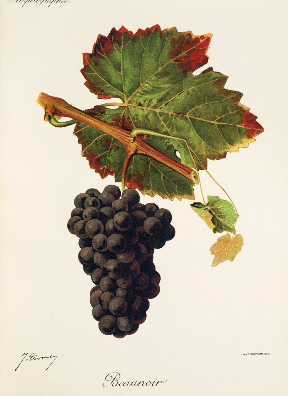 Uva Beaunoir de J. Troncy de Jules Troncy