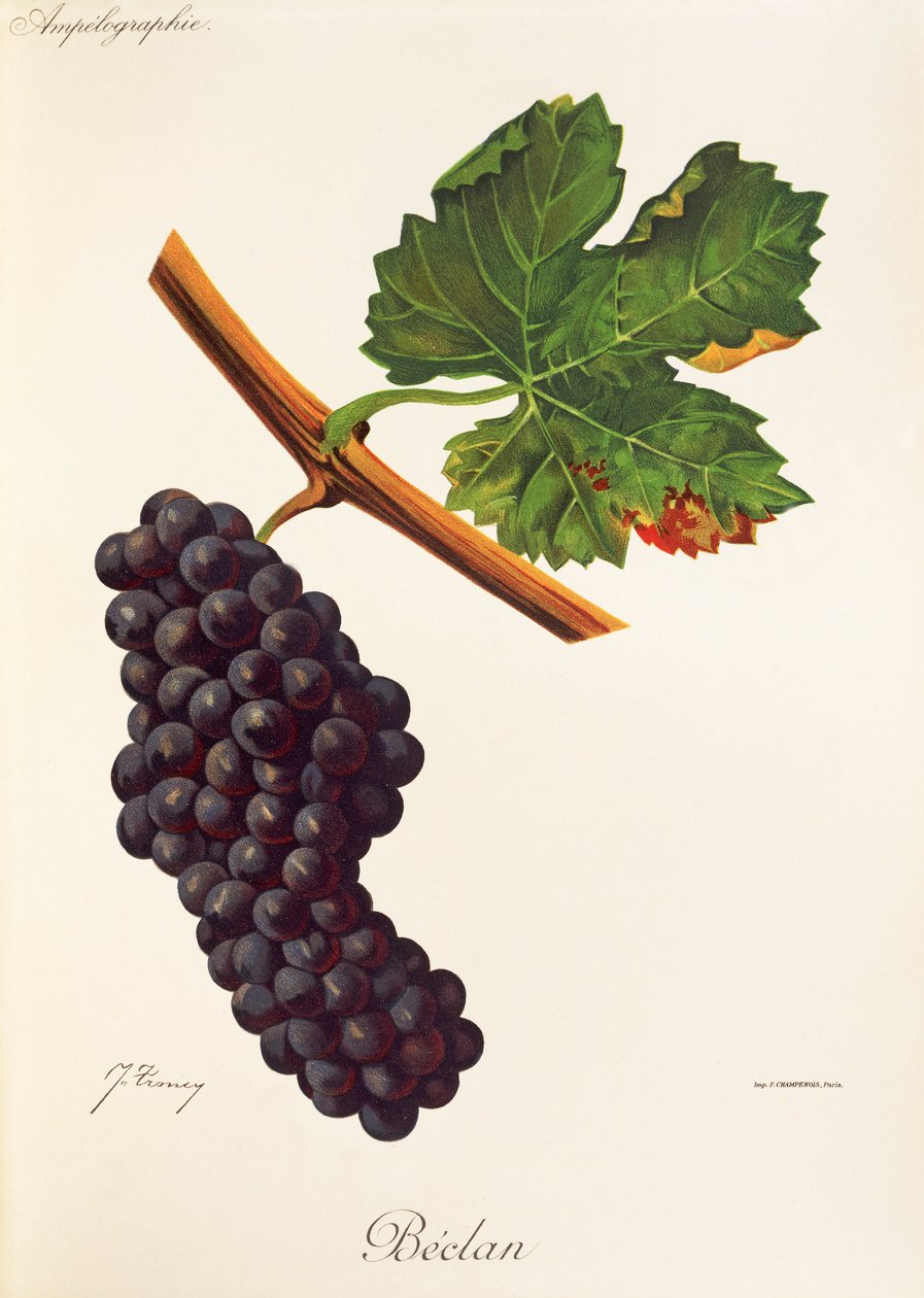 Uva Beclan por J. Troncy de Jules Troncy