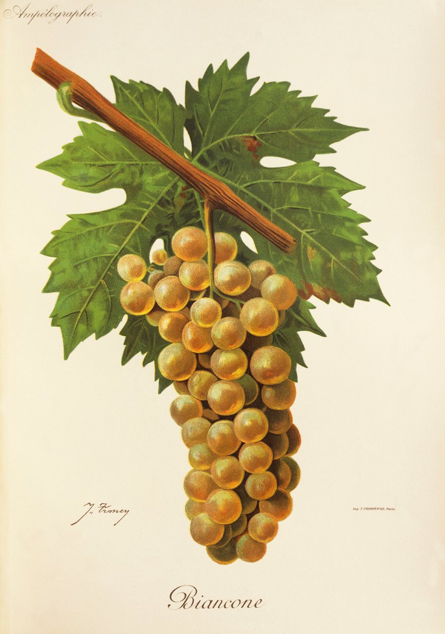 Uva Biancone de J. Troncy de Jules Troncy