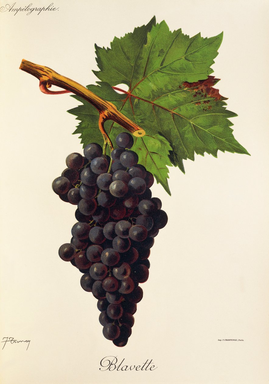 Uva Blavette de J. Troncy de Jules Troncy