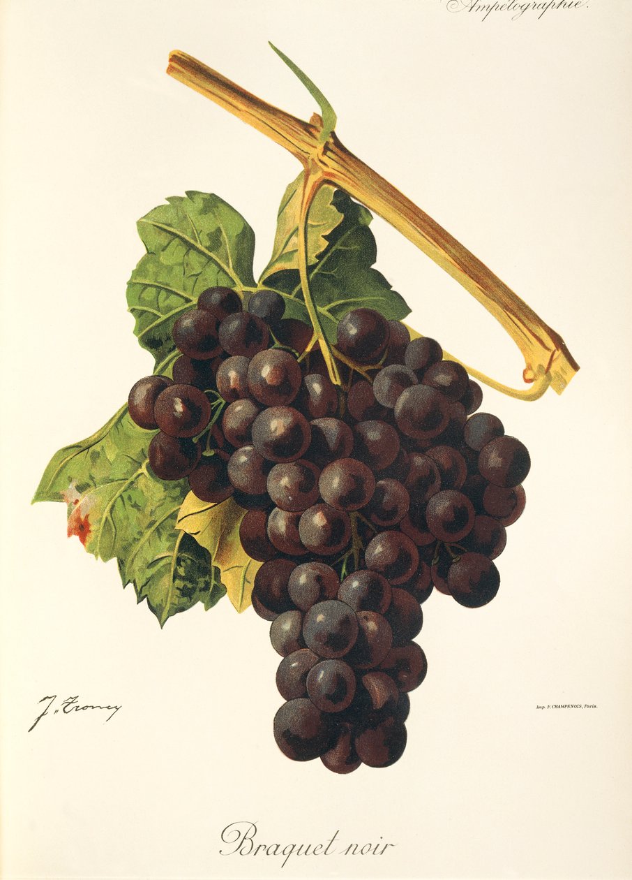 Uva Braquet Noir de J. Troncy de Jules Troncy