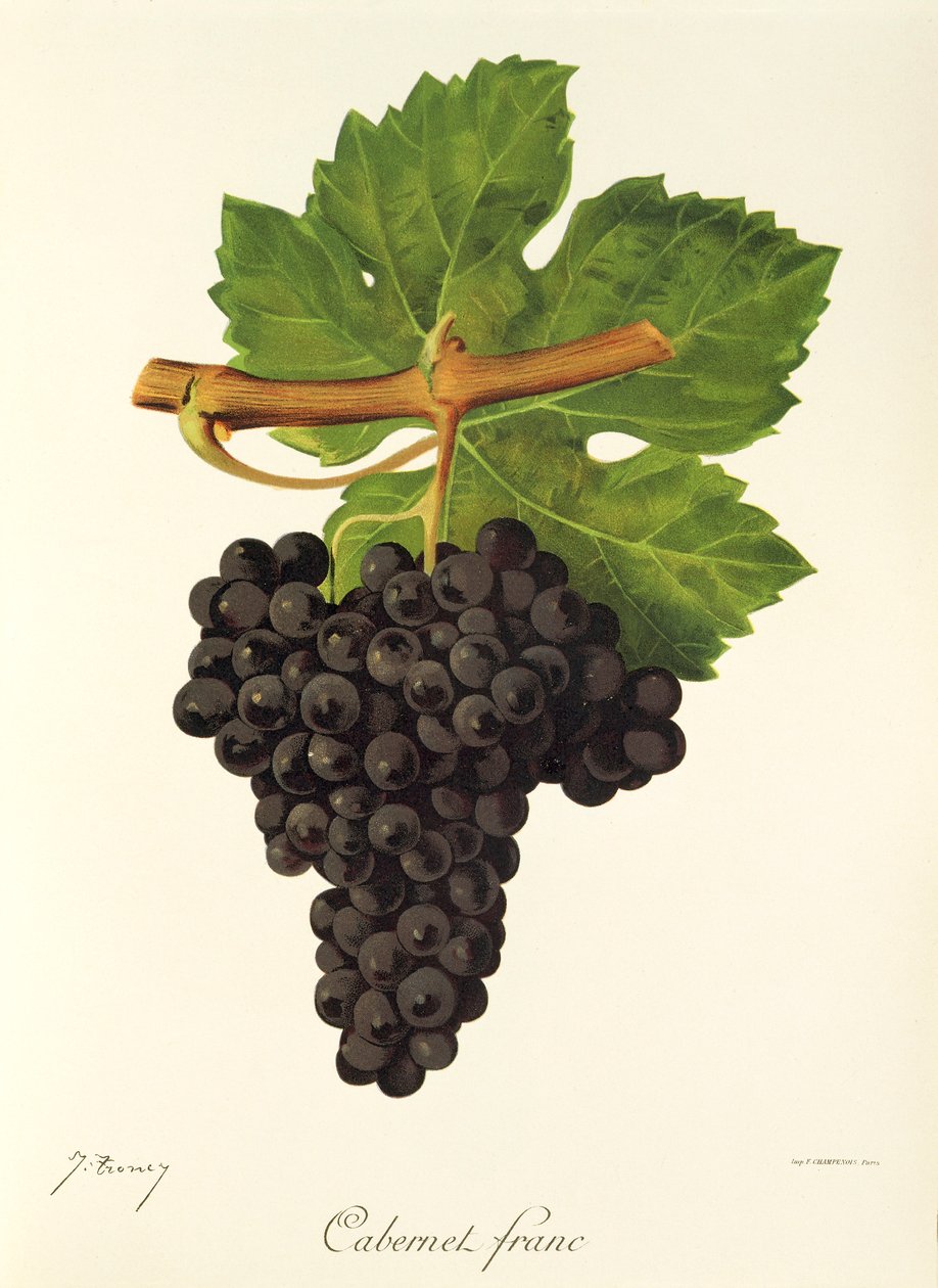 Uva Cabernet Franc de J. Troncy de Jules Troncy