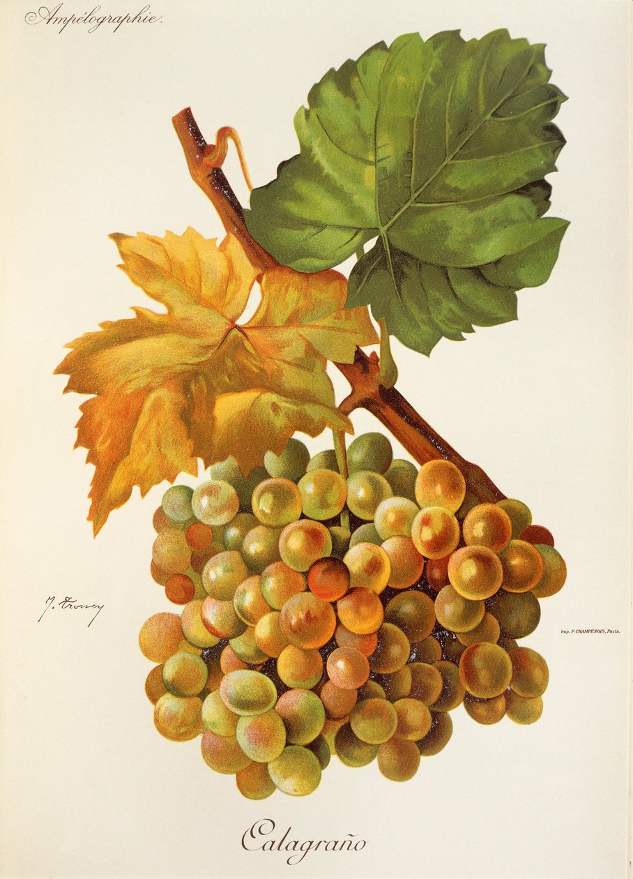 Uva Calagrano de J. Troncy de Jules Troncy