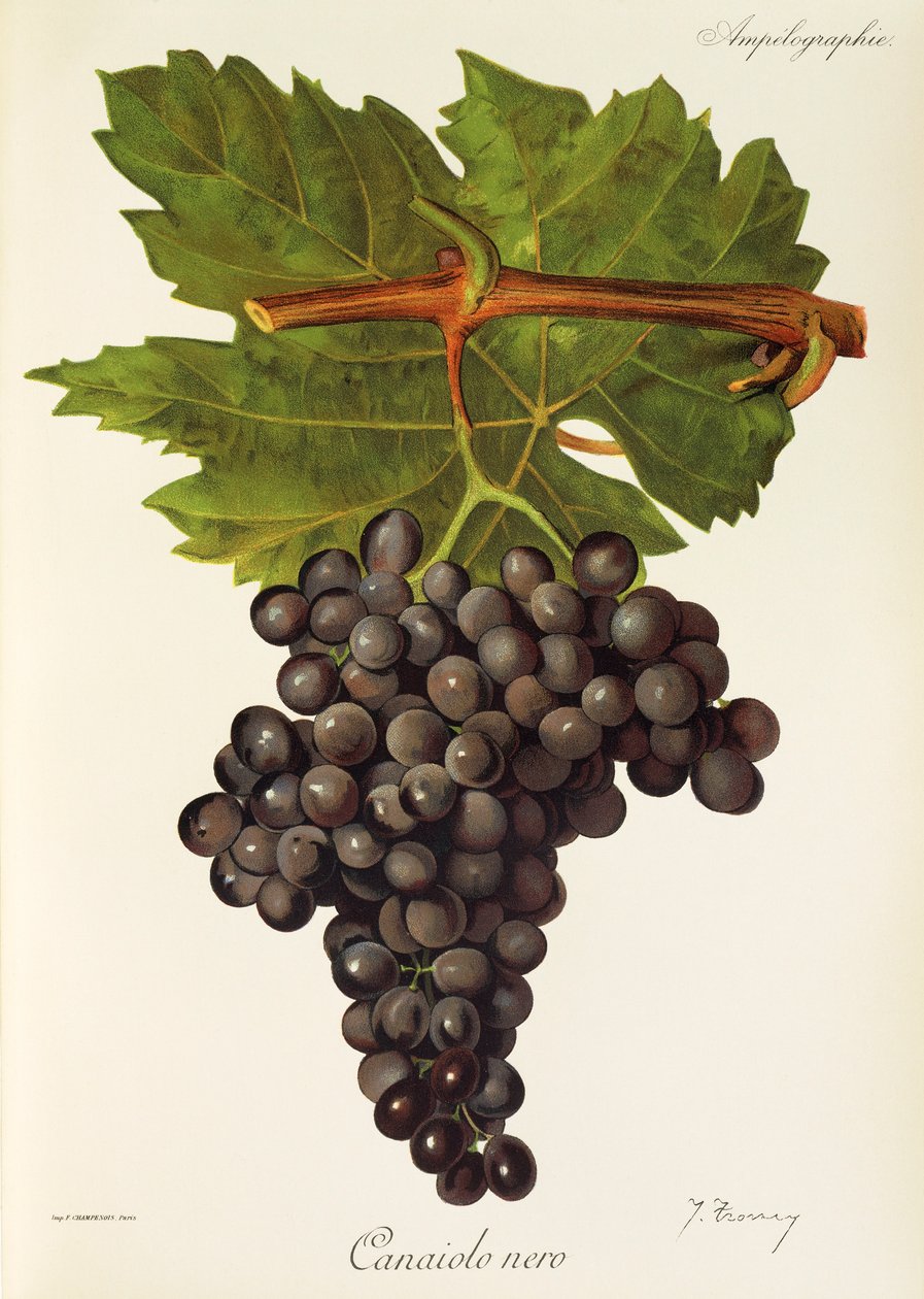 Uva Canaiolo Nero de J. Troncy de Jules Troncy
