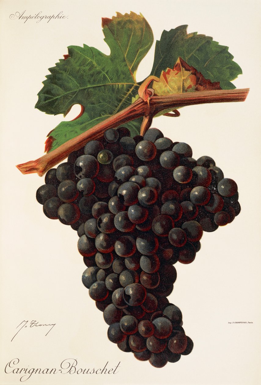 Uva Carigna-Bouschet de J. Troncy de Jules Troncy