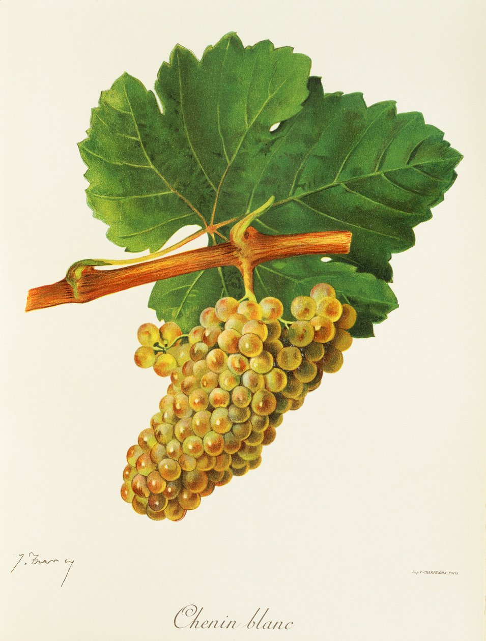 Uva Chenin Blanc de J. Troncy de Jules Troncy