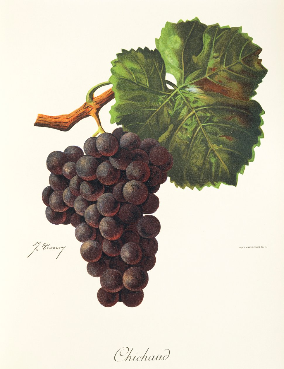 Uva Chichaud de J. Troncy de Jules Troncy