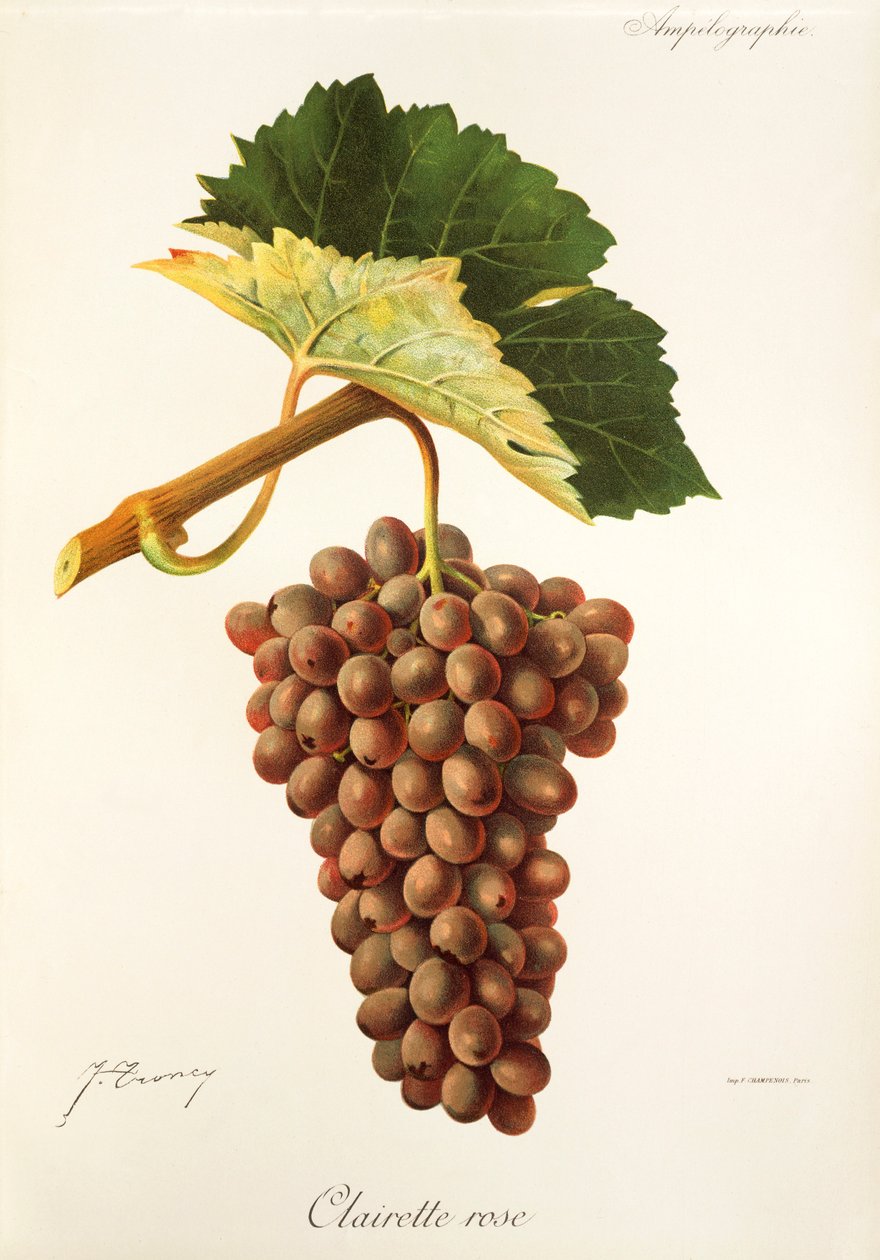 Uva Clairette Rose de J. Troncy de Jules Troncy