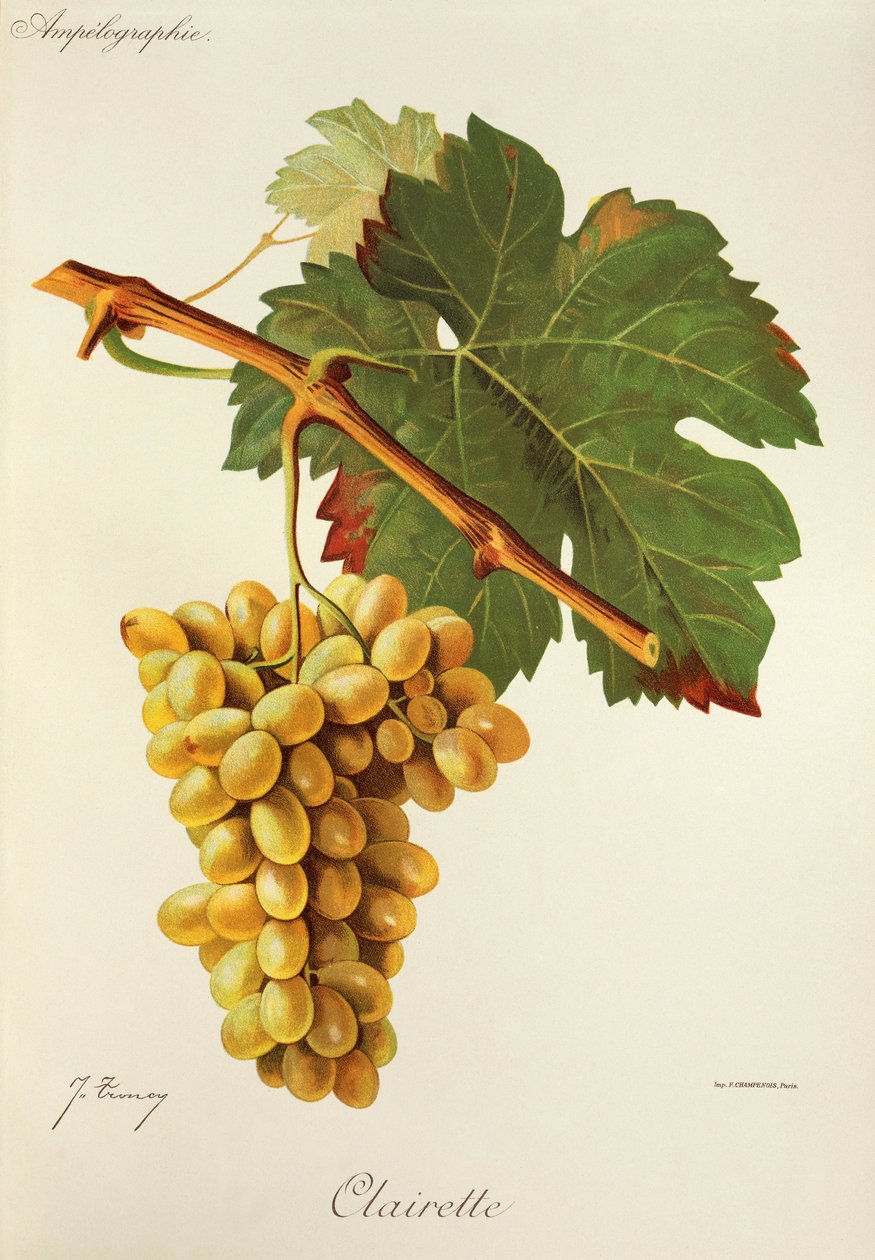 Uva Clairette de J. Troncy de Jules Troncy