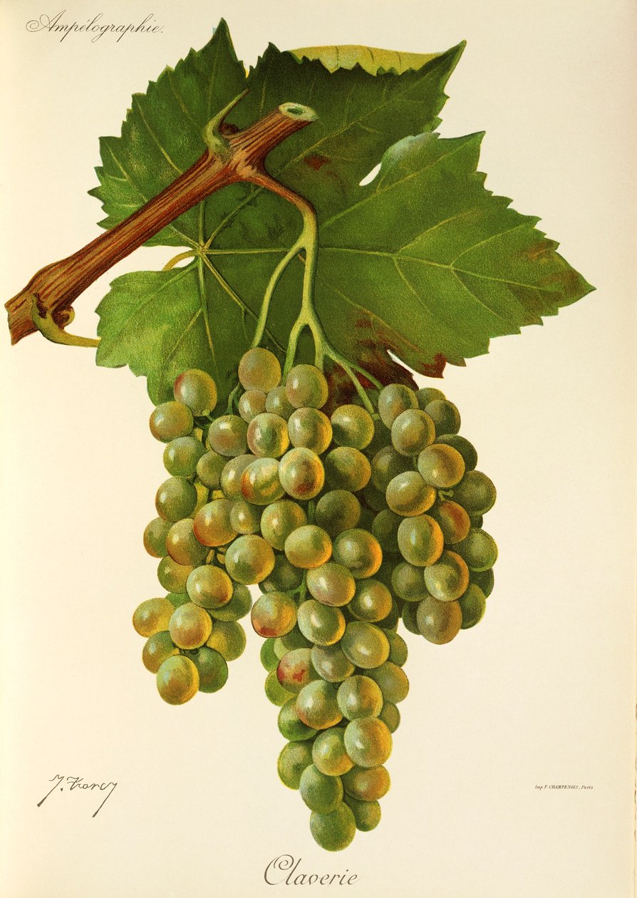 Uva Claverie de J. Troncy de Jules Troncy