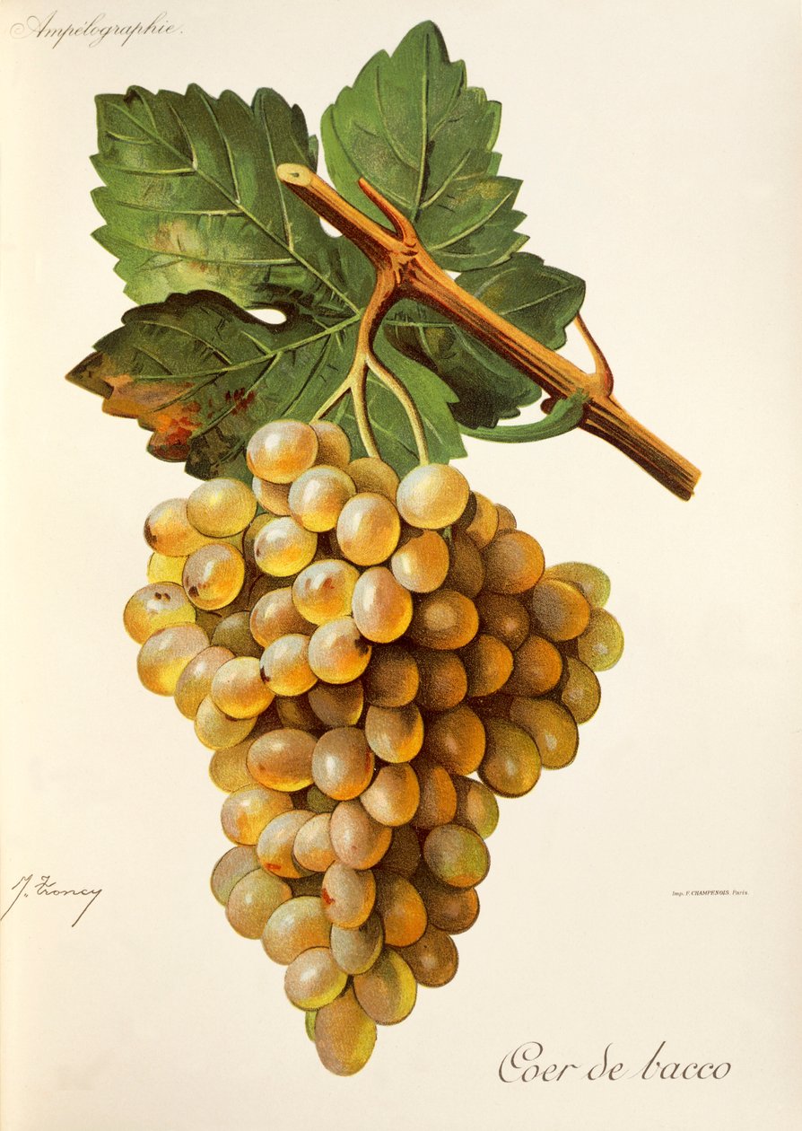 Coer de Bacco grape de J. Troncy de Jules Troncy