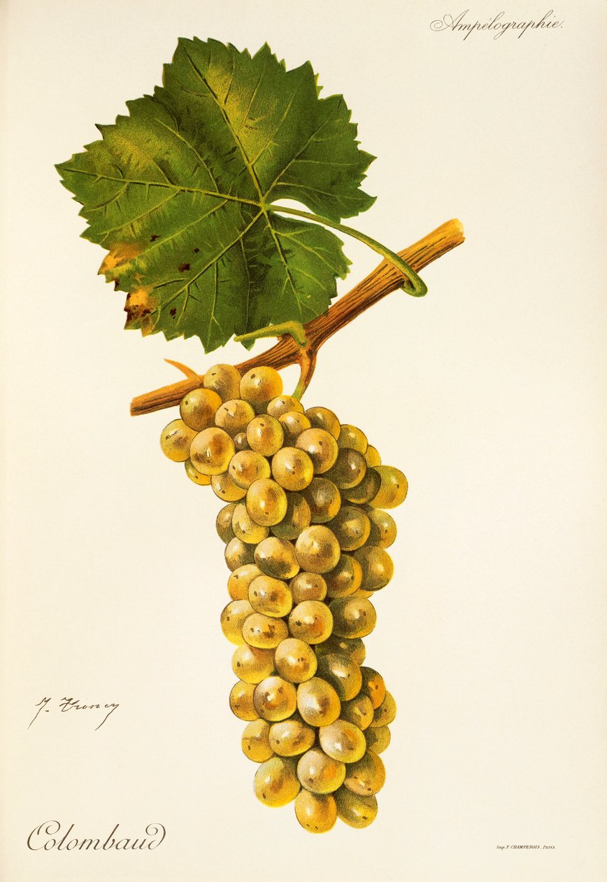 Uva Colombaud de J. Troncy de Jules Troncy