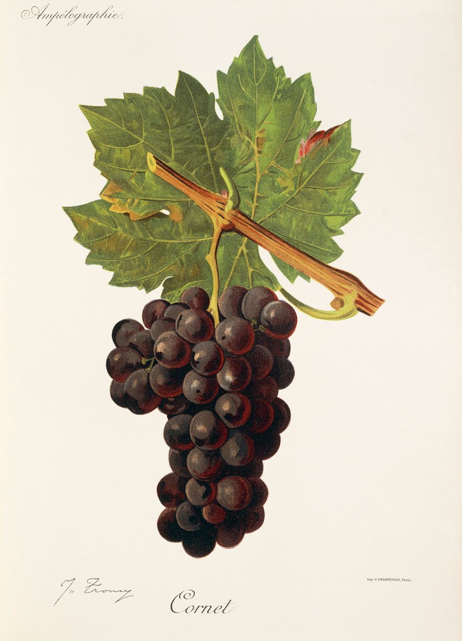 Cornet uva por J. Troncy de Jules Troncy