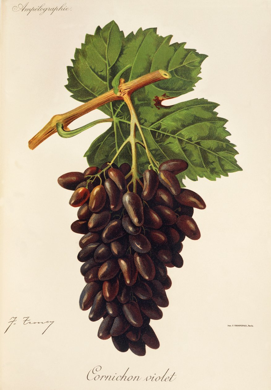 Uva Cornichon Violet de J. Troncy de Jules Troncy