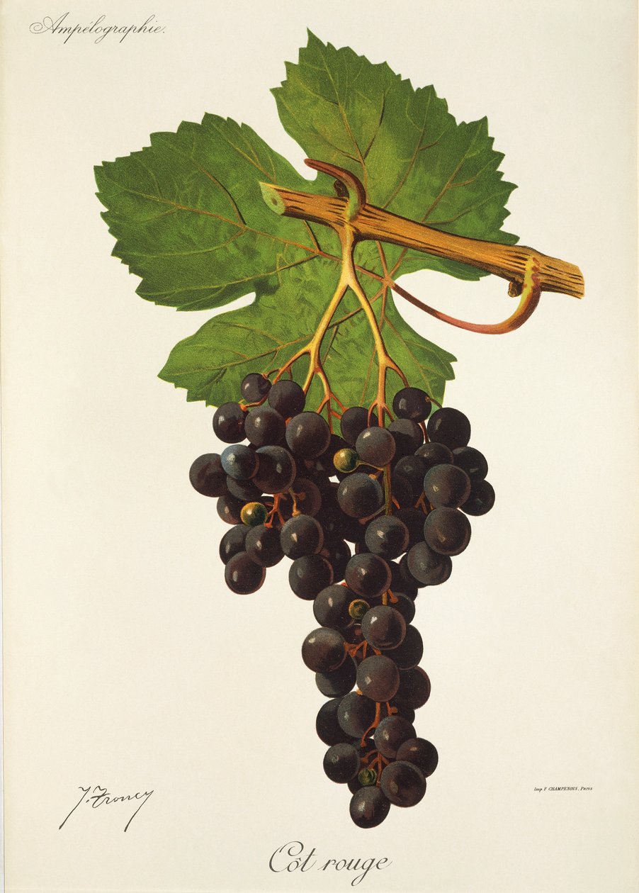 Uva Cot Rouge de J. Troncy de Jules Troncy