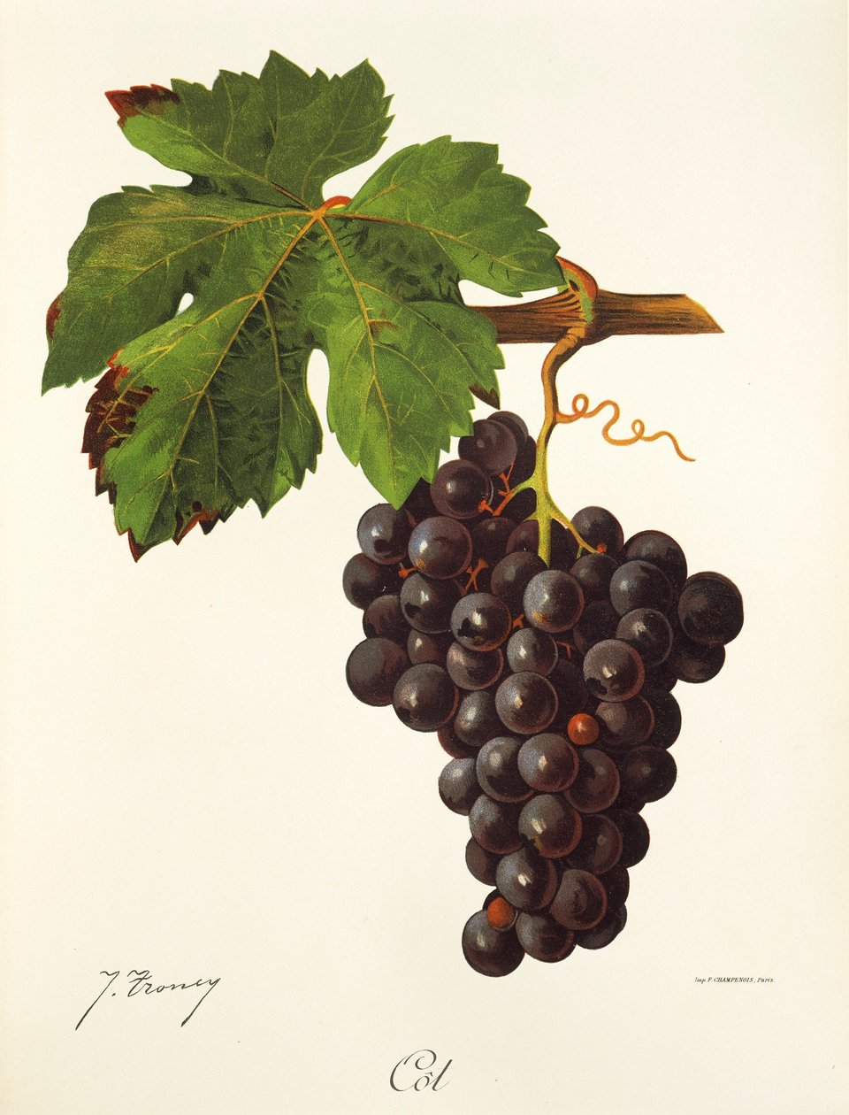 Uva de berço por J. Troncy de Jules Troncy