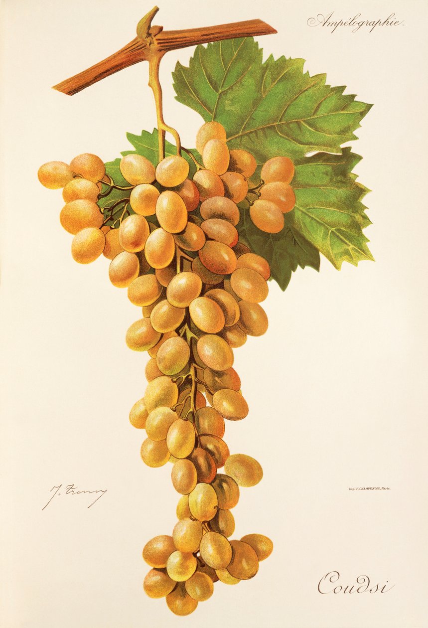 Uva Coudsi de J. Troncy de Jules Troncy