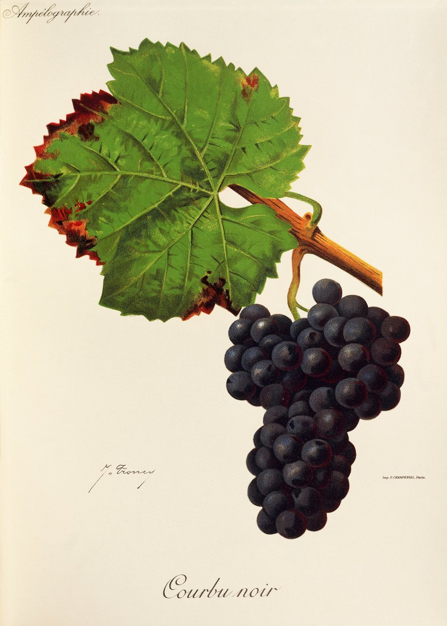 Uva Courbu Noir de J. Troncy de Jules Troncy