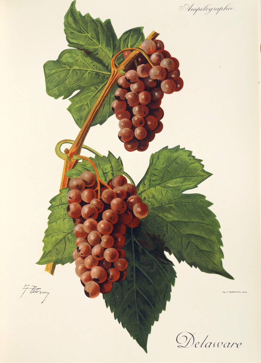 Uva de Delaware por J. Troncy de Jules Troncy