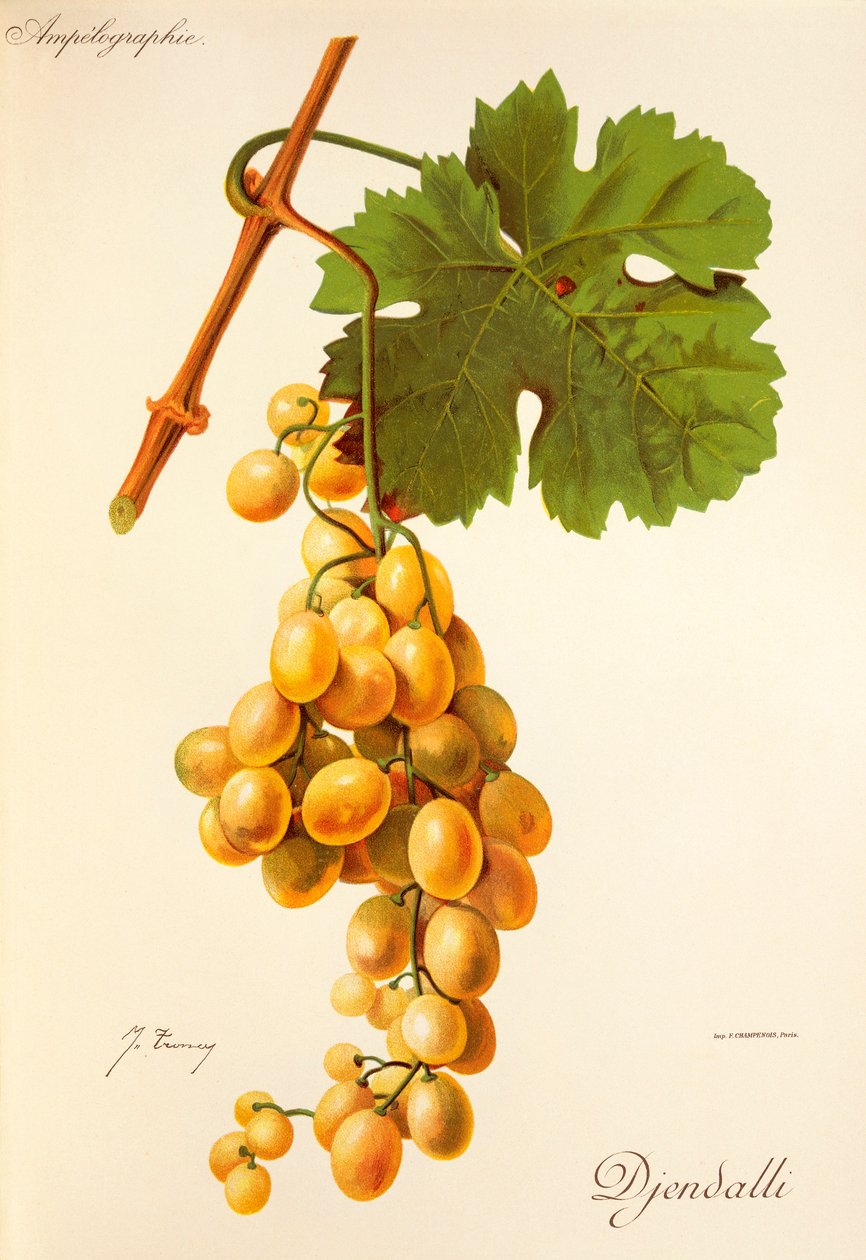 Uva Djendalli por J. Troncy de Jules Troncy