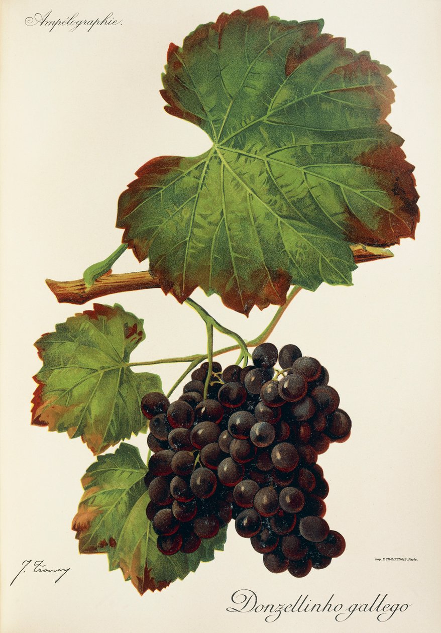 Uva Donzellinho gallego de J. Troncy de Jules Troncy
