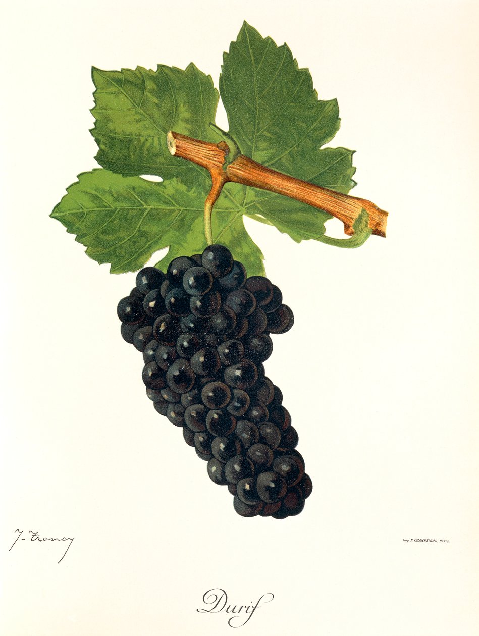 Uva deurif de J. Troncy de Jules Troncy