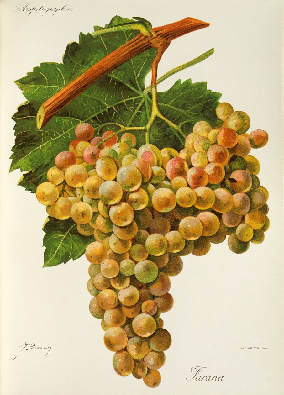 Uva Farana de J. Troncy de Jules Troncy