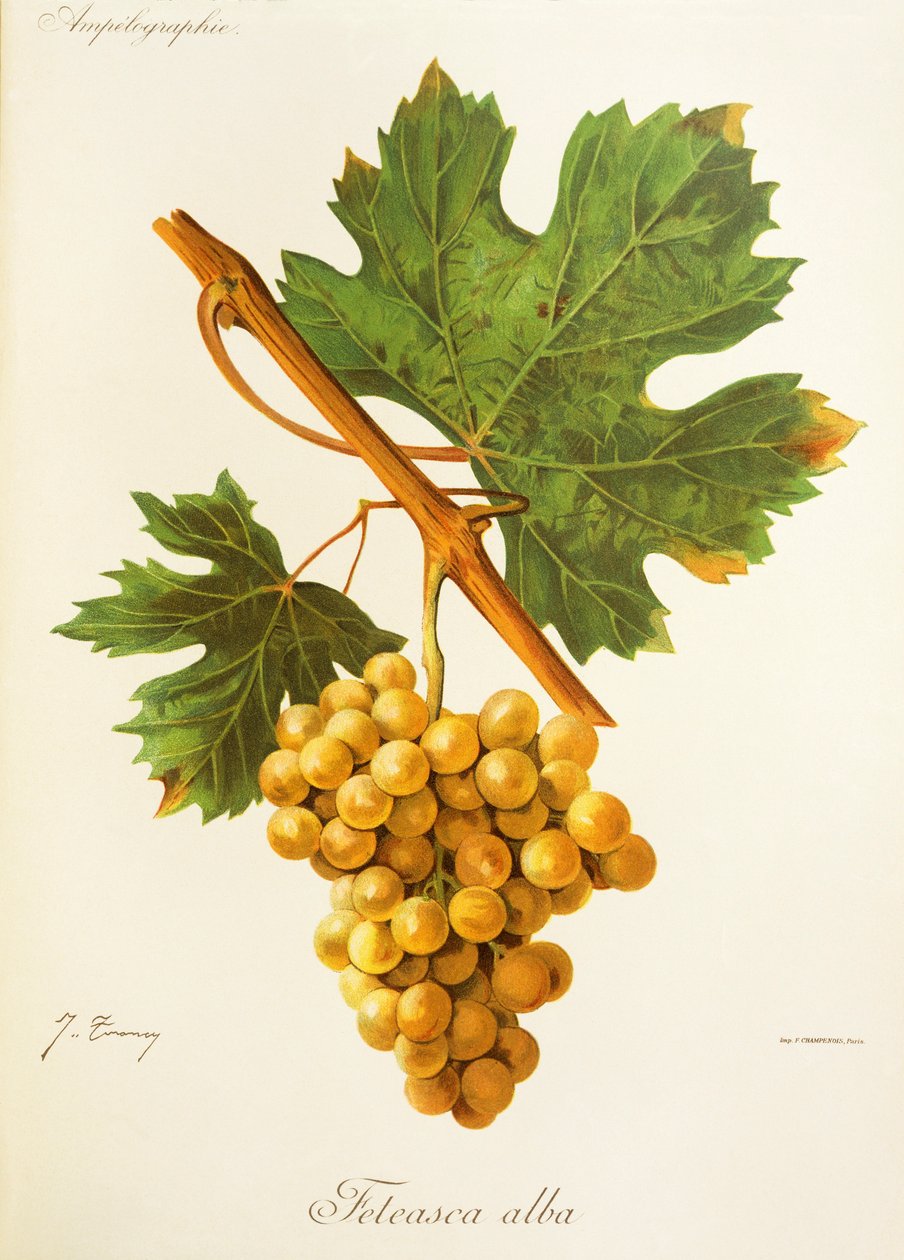 Feteasca Alba de J. Troncy de Jules Troncy
