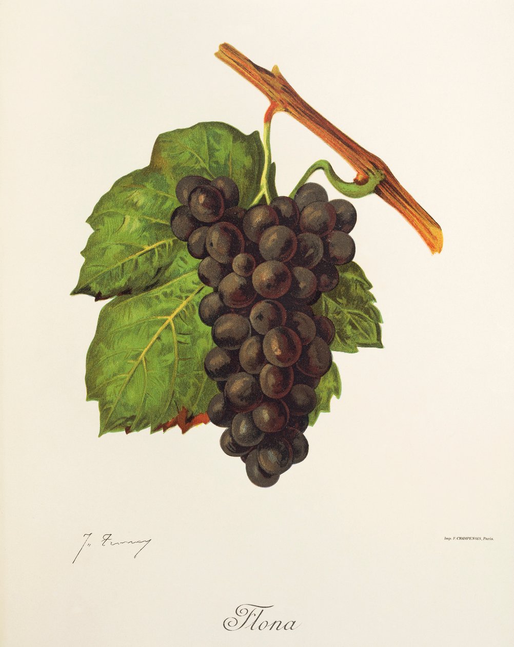 Uva Flona de J. Troncy de Jules Troncy