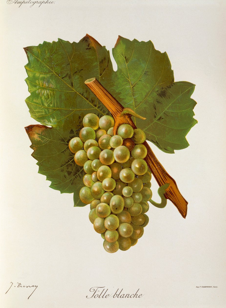 Uva Folle Blanche de J. Troncy de Jules Troncy