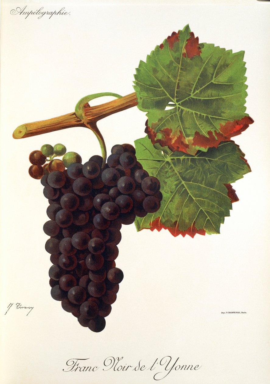 Uva Franc Noir de l