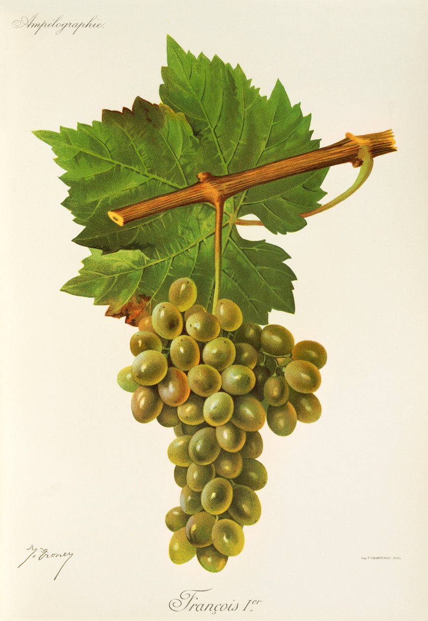 François Premier grape de J. Troncy de Jules Troncy